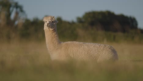 Ein-Alpaka,-Das-Auf-Dem-Feld-Weidet