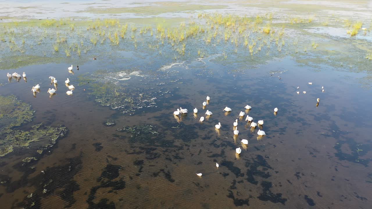 습지 에 있는 펠리칸 들