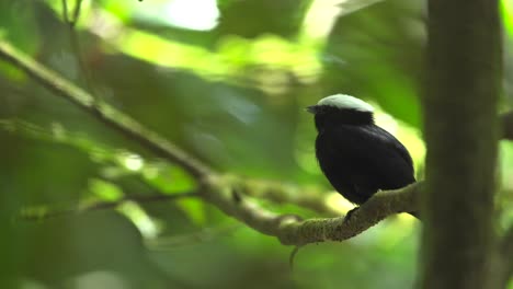 white crowned manakin | uncommon jungle bird