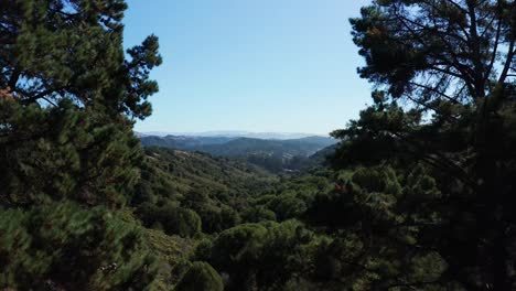 A-steady-push-forward-through-the-trees-to-reveal-the-valley