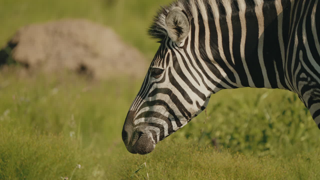 In the tall grasses of the African savannah, a zebra forages peacefully, its striking black-and-white stripes blending seamlessly into the lush landscape. Close up shot.