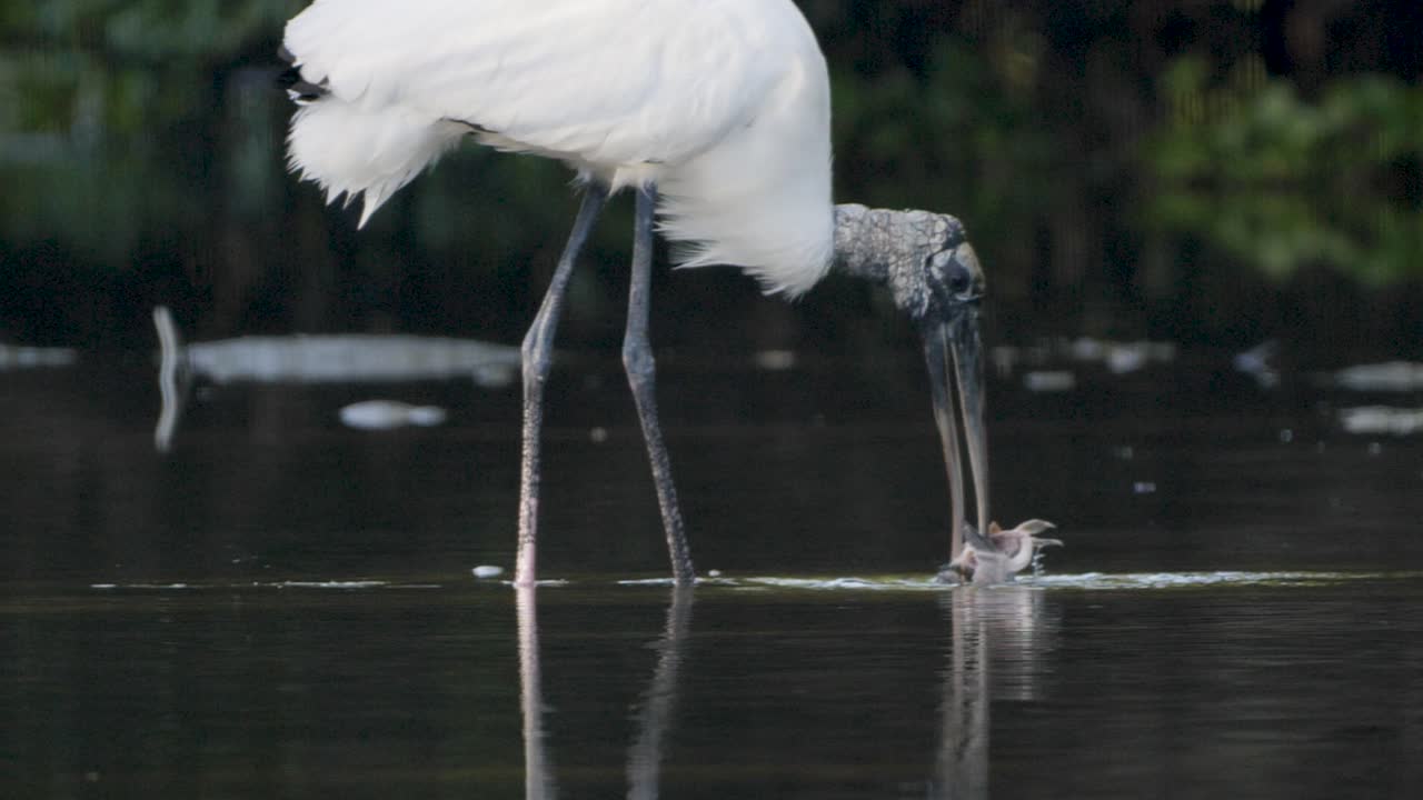 A wood stork wades through calm shallow water, dipping its beak to forage for fish at the water’s surface