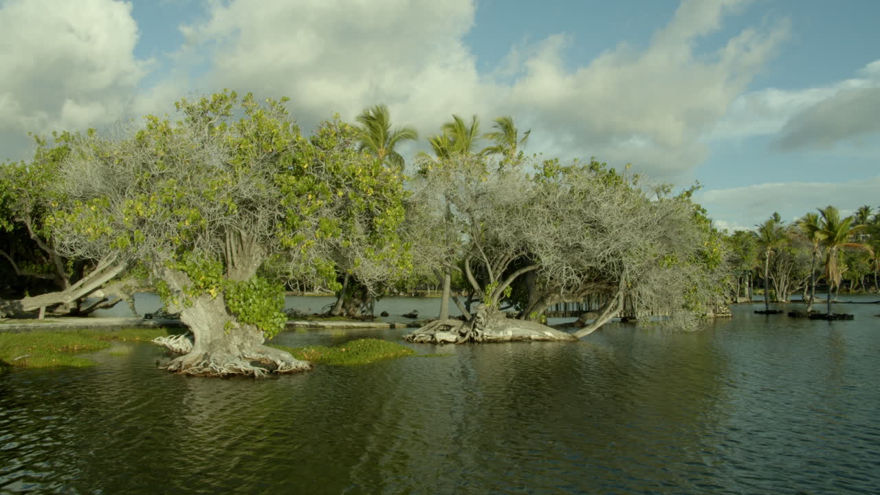 Tranquil Tropical Lake with Lush Trees