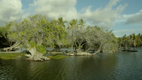tranquil tropical lake with lush trees