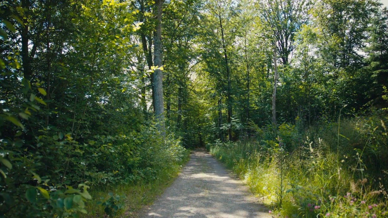 A sunlit forest path winds through dense green woodland, capturing the peaceful atmosphere, natural depth, and inviting beauty of a quiet summer walk beneath tall trees.