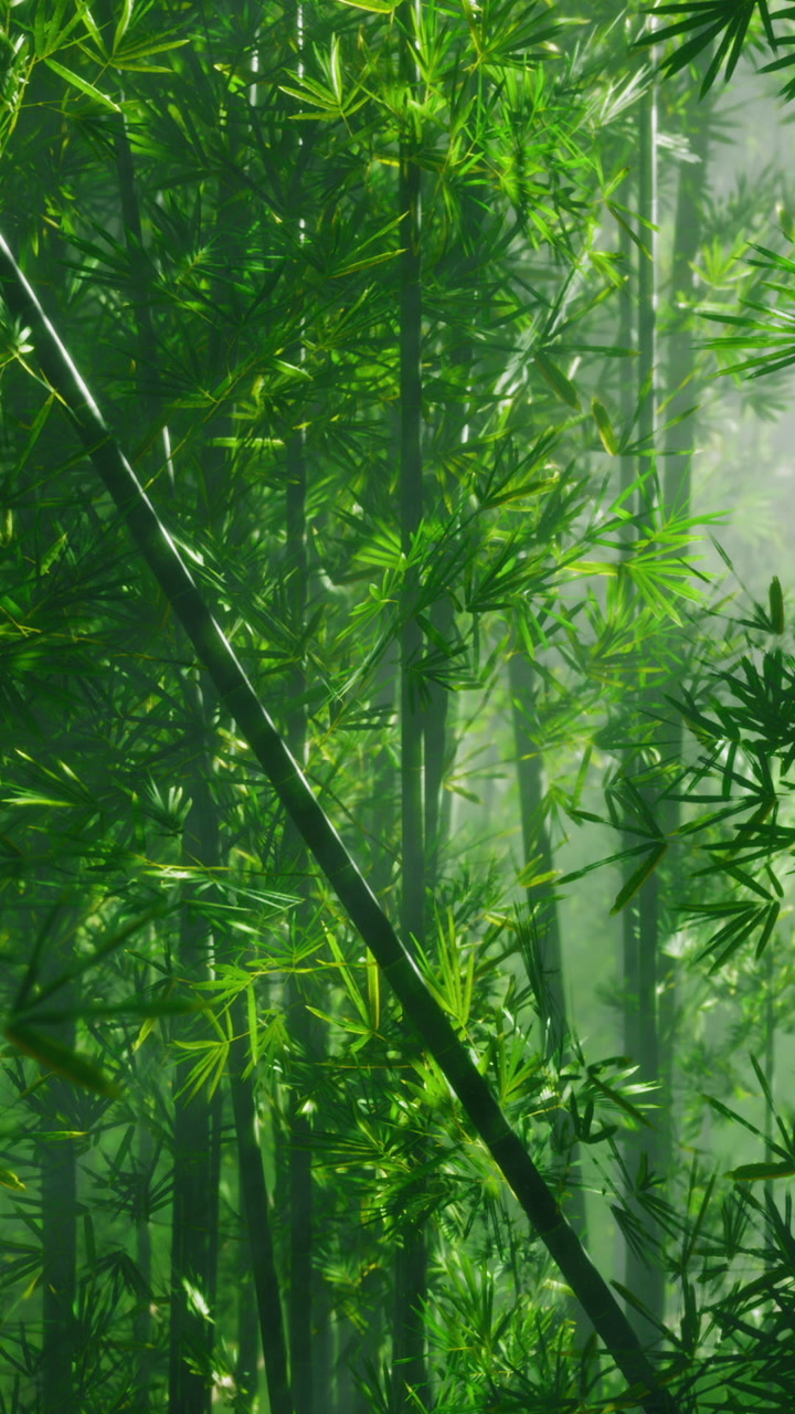 Bamboo forest with bright green plants under soft light in morning