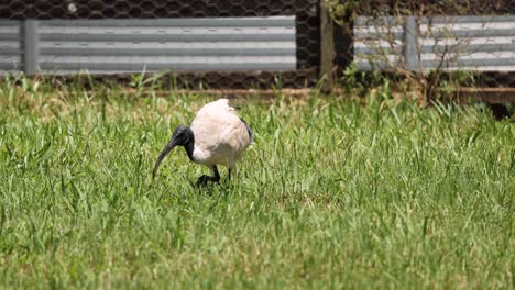 bird pecking ground, walking in grass