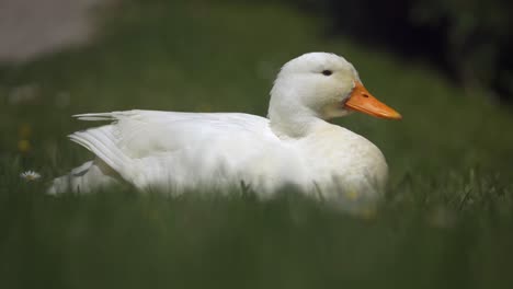 close up shot of white duck with orange beak sitting in grass and enjoying the sun