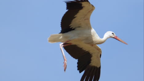 Majestic-White-Stork-in-flight-against-blue-sky