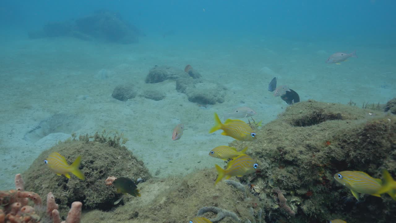 un grupo de gruntfish amarillos nadando en el fondo del arrecife de coral