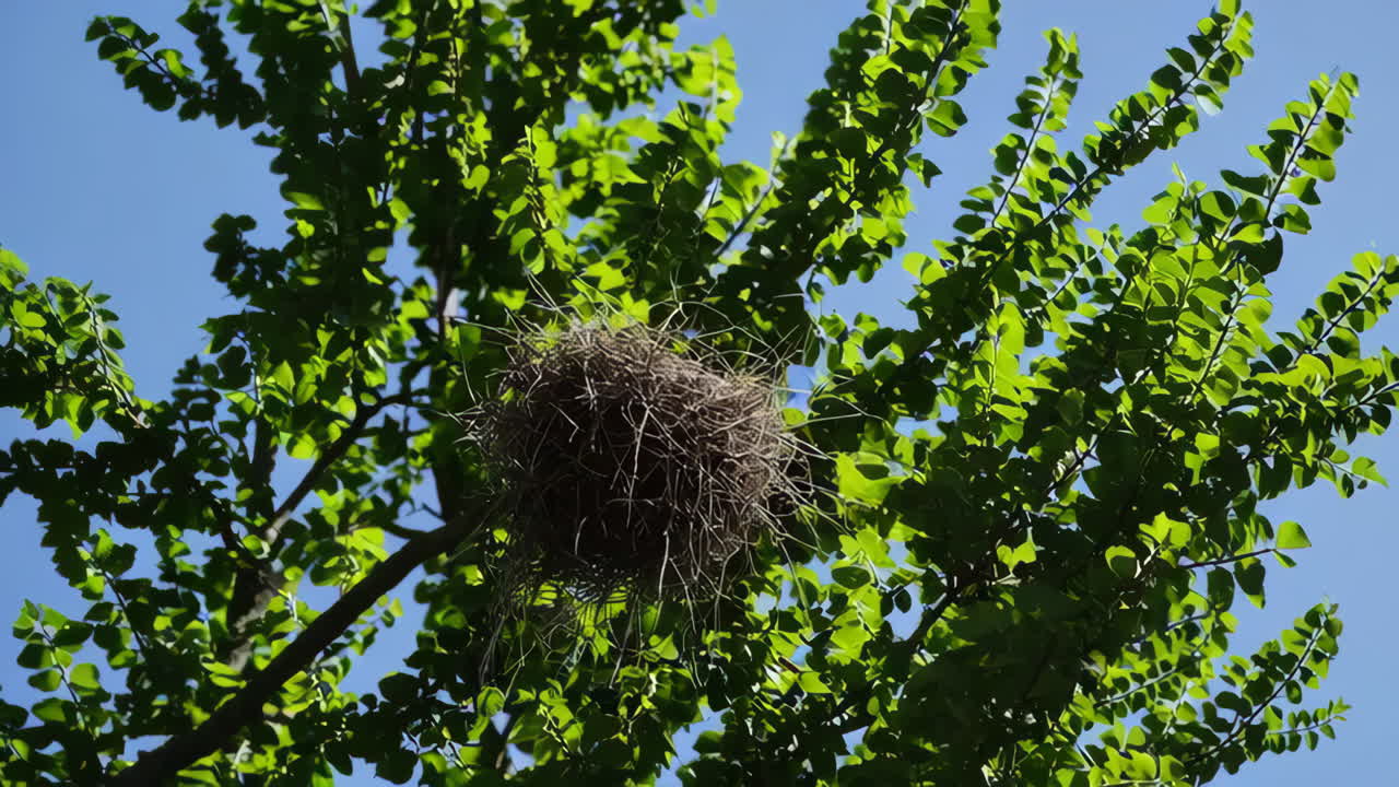 Bird's Nest in a Tree