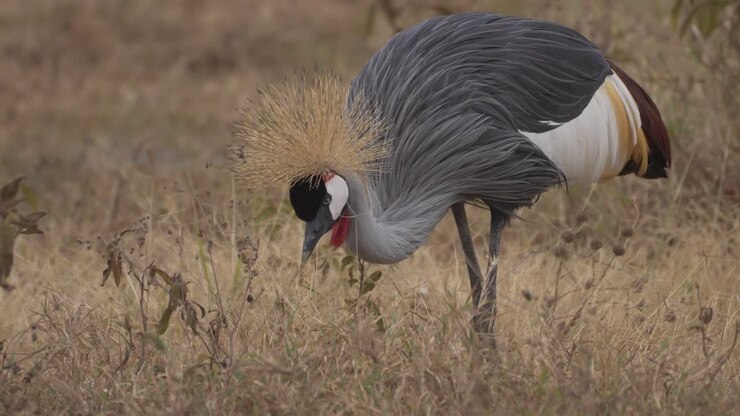 Gru coronata che si nutre