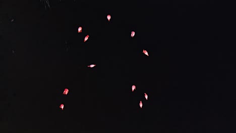 cinematic top down static shot of pink flamingo flock standing in dark water