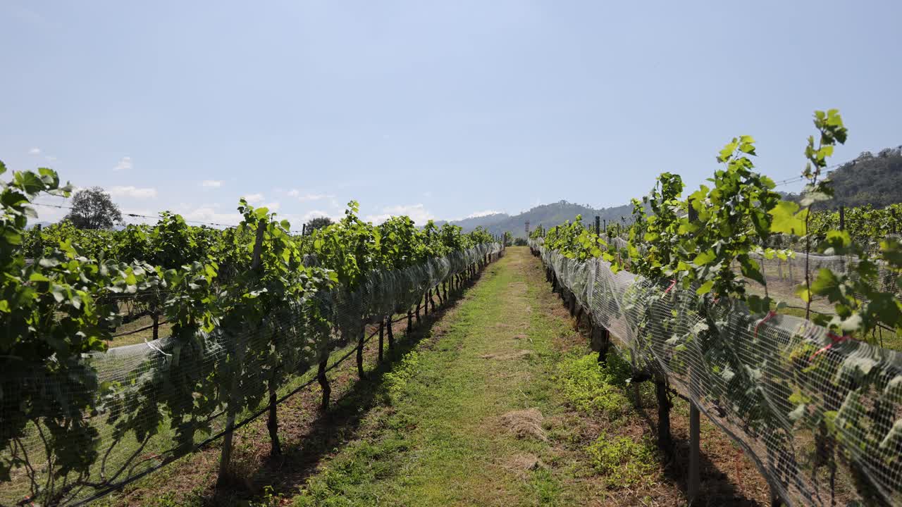 포도나무 줄이 있는 포도원