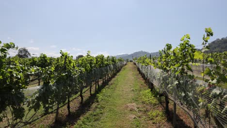 un viñedo con filas de vides