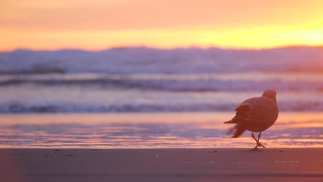 Tiro-De-Teleobjetivo-En-Cámara-Lenta-De-Una-Gaviota-Caminando-A-Lo-Largo-De-Las-Olas-Del-Océano-En-La-Hermosa-Puesta-De-Sol