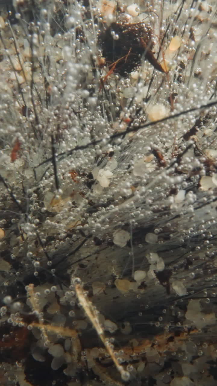 Shoots of underwater plant covered with white moldy fibers and gas bubbles. Bottom of lake covered with silver pebbles. Mysterious underwater world