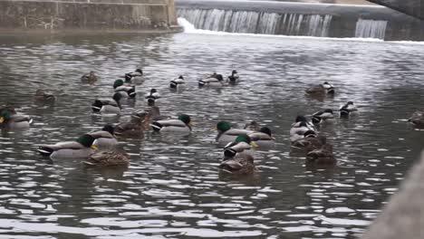 ducks swimming on water near bridge and waterfall