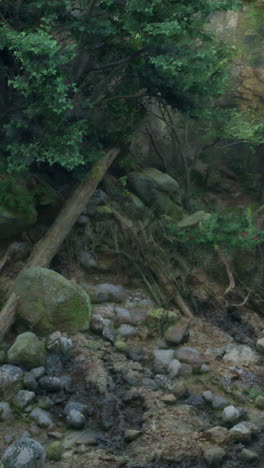 camino de bosque brumoso con troncos y rocas caídas