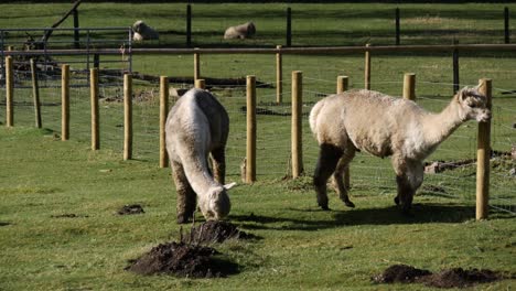 2-Junge-Lamas-Fressen-Gras-Und-Kratzen-Sich-An-Einem-Zaun,-England,-20-Sek.-4k