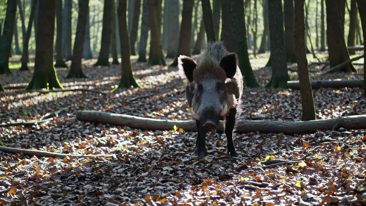 Un cinghiale in una foresta illuminata dal sole, catturato all'altezza degli occhi
