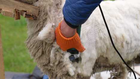 sheep sheared by farmer