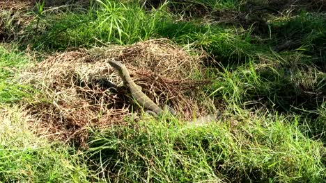 Close-up-of-green-and-yellow-lizard-with-stripes-sunbathing-on-grass,-handheld