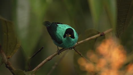 primer plano de un honeycreeper verde posado en una rama con hojas