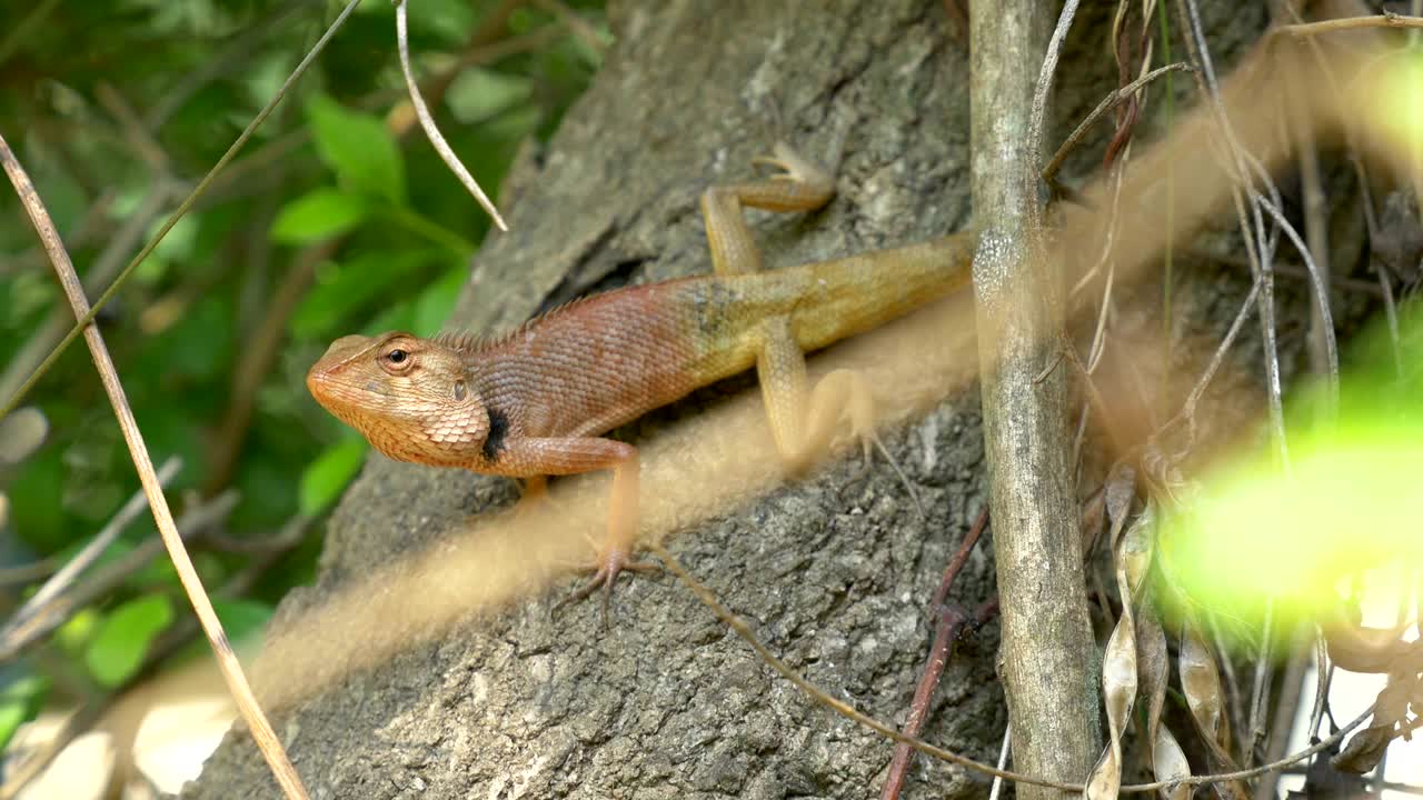 동양 정원 도마 또는 나무에 올라가는 변하는 도마