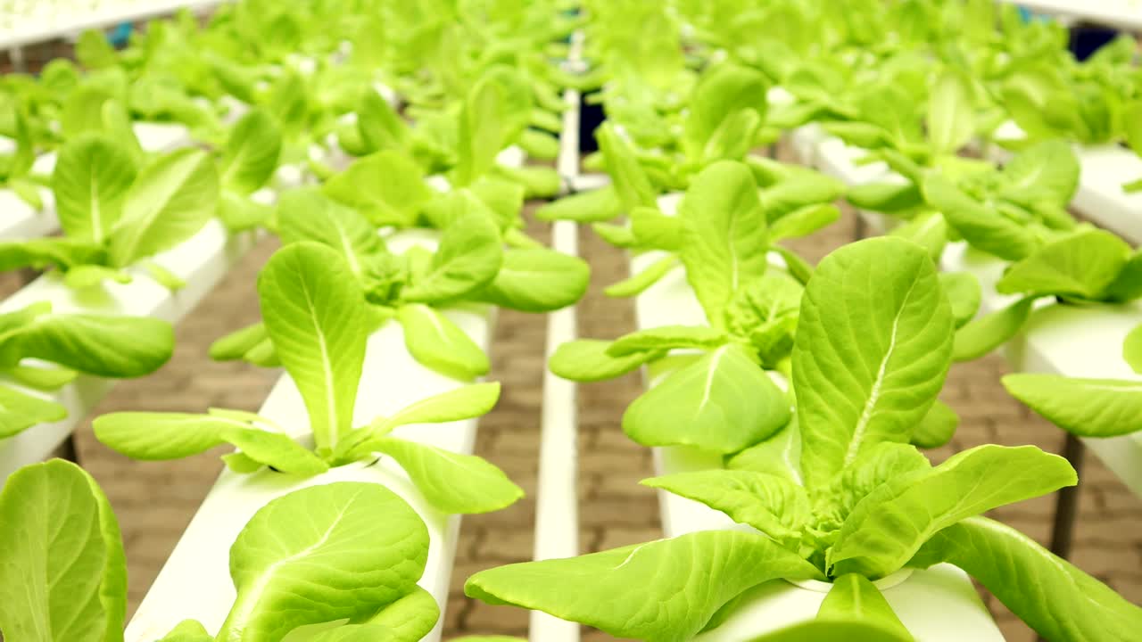 유기농 수확 채소 농장