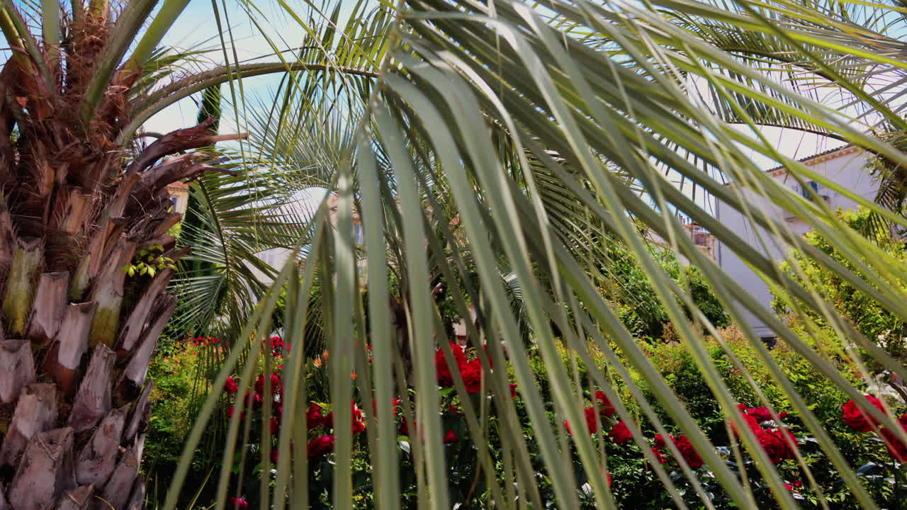 Close up of a palm tree in a garden with the blue sky on the background
