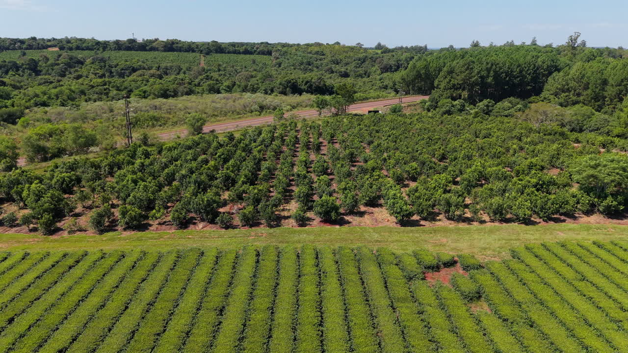 Explore the lush expanses of Yerba Mate fields and vibrant tea plantations from above.