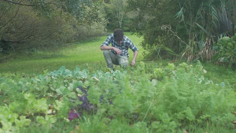 young man harvesting small home grown turnips