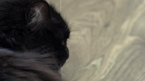 close up on green eyed black ragdoll house cat turning to look at camera, 4k