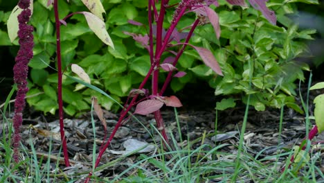 Carbonero-De-Cabeza-Negra-Saltando-Entre-Los-Tallos-Rojos-Espinosos-De-Las-Plantas-Silvestres-Canadienses