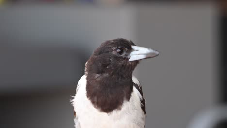 close-up views capturing various head positions of a magpie