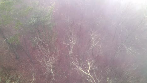 aerial pullout over fog and fog conditions at forest treetops