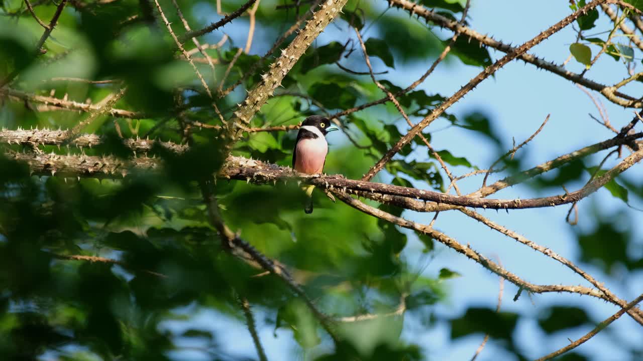 expuesto bajo el sol de la tarde mientras está encaramado en esta rama espinosa mientras mira a su alrededor, el black-and-yellow broadbill eurylaimus ochromalus, tailandia