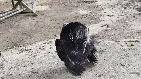 two turkeys