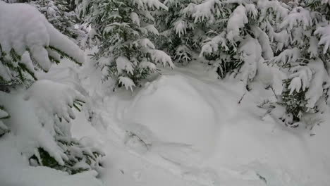 pov shot of a person walking on thick snow in a spruce or pine forest