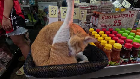 a ginger cat sleeps on a checkout counter.