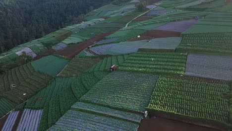 Hermosa-Plantación-De-Vegetales-Verdes-En-Terrazas-En-La-Ladera-De-La-Montaña-Sumbing-Con-Granjero-Trabajando-En-Ella