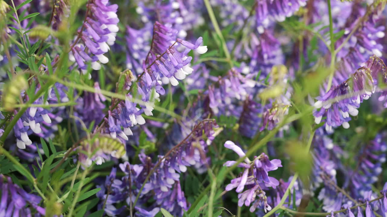 Close up Vicia villosa flowers in the park