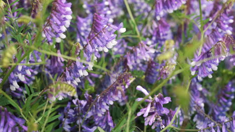 close up vicia villosa flowers in the park