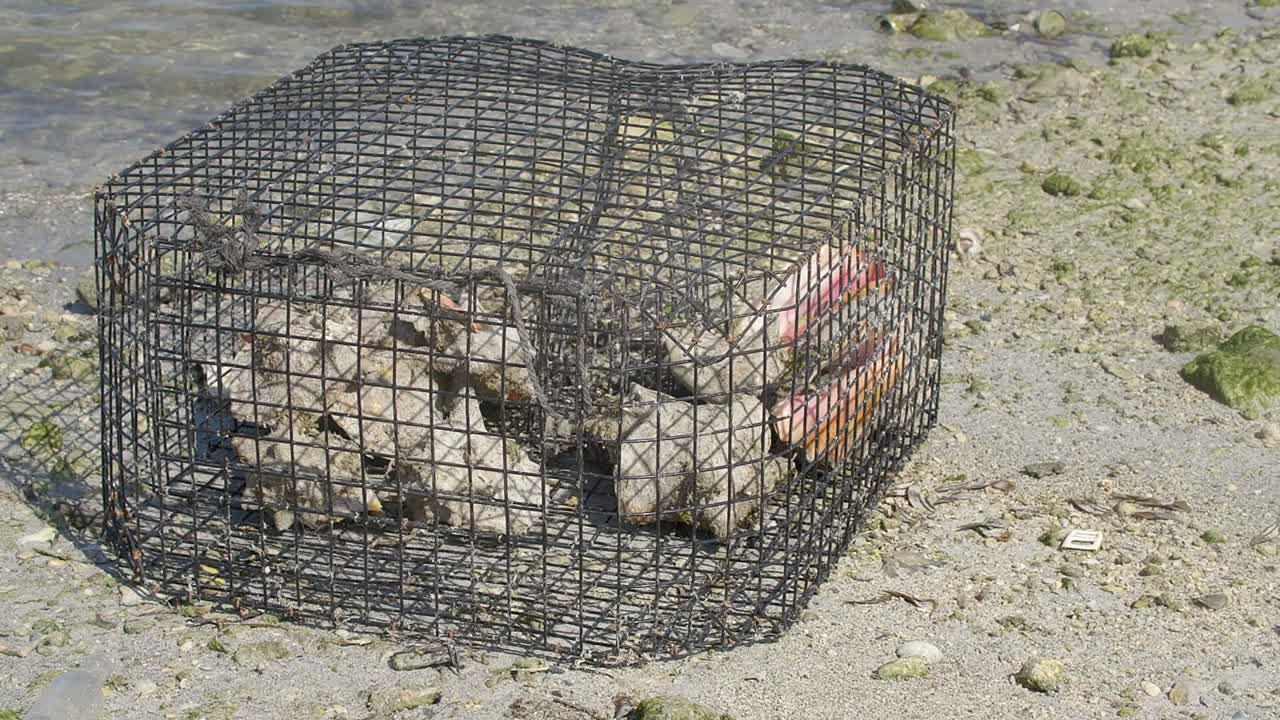 caracola en la jaula en una playa junto al mar tropical, cámara lenta