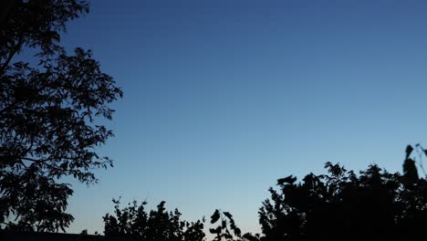 silhouetted trees with bats flying against blue sky during dusk