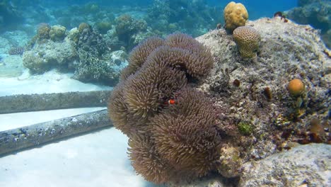 an underwater scene during diving at a coral reef, extraordinary underwater flora and hiding orange fish