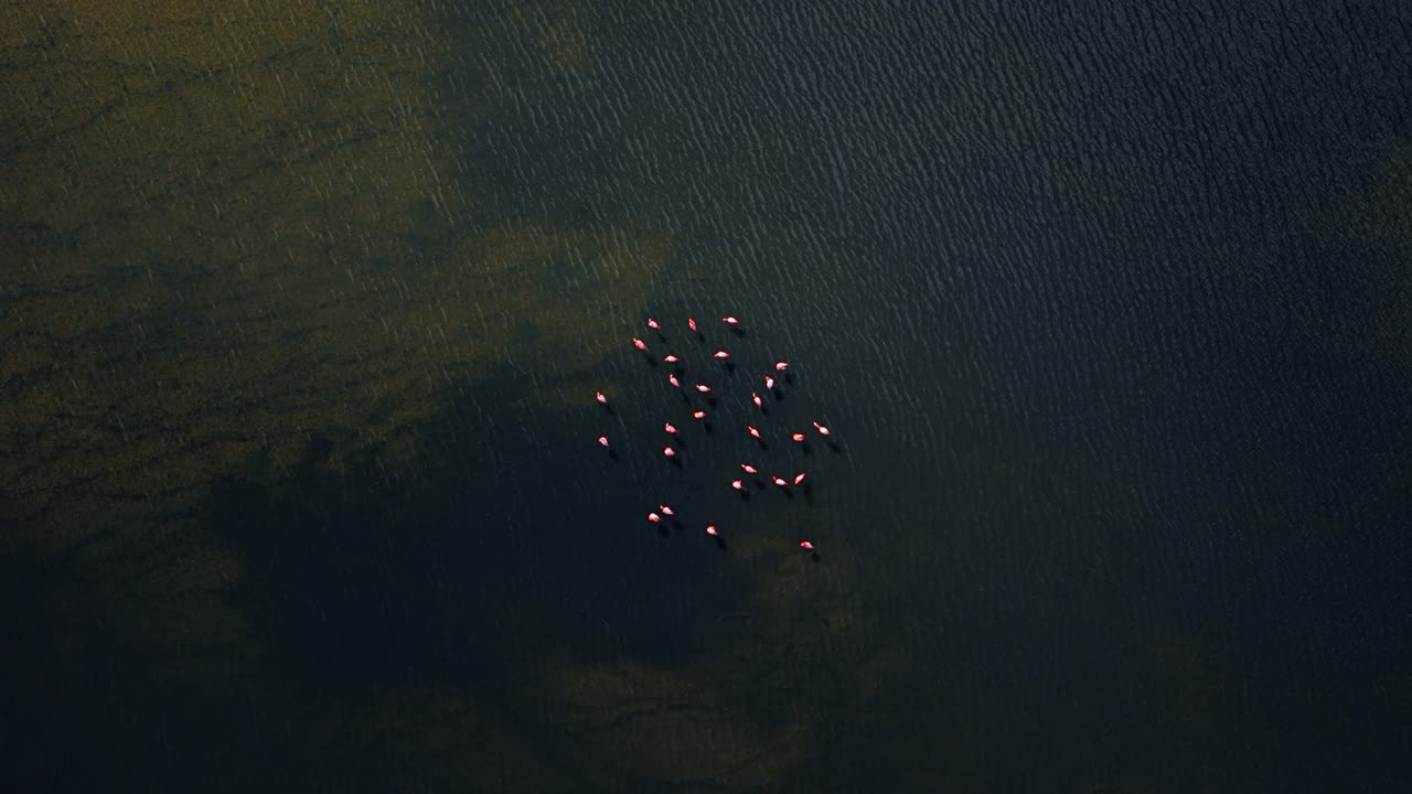 밀집한 플라밍고 무리가 진의 가장자리에 서 있습니다. 태양빛이 물을 비추는 동안 구름의 그림자가 지나갑니다.