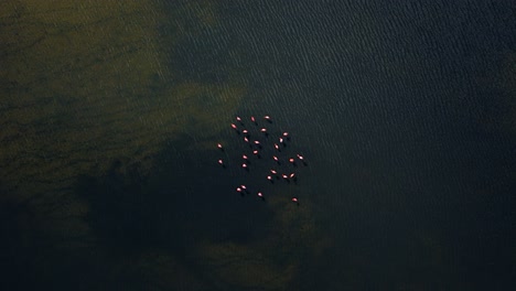 tigthly packed flamingo flock stands on edge of mudflats, cloud shadow passes as sunlight illuminates water