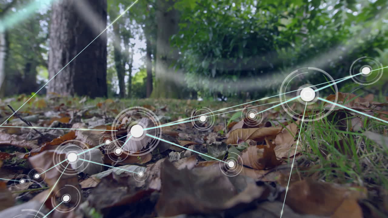 Translucent digital network glowing and connecting above fallen leaves and grass on forest floor